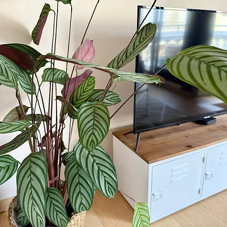 Le Nid De L'avenir * Perpignan