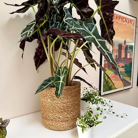 Appartement Le Nid De L'avenir Perpignan